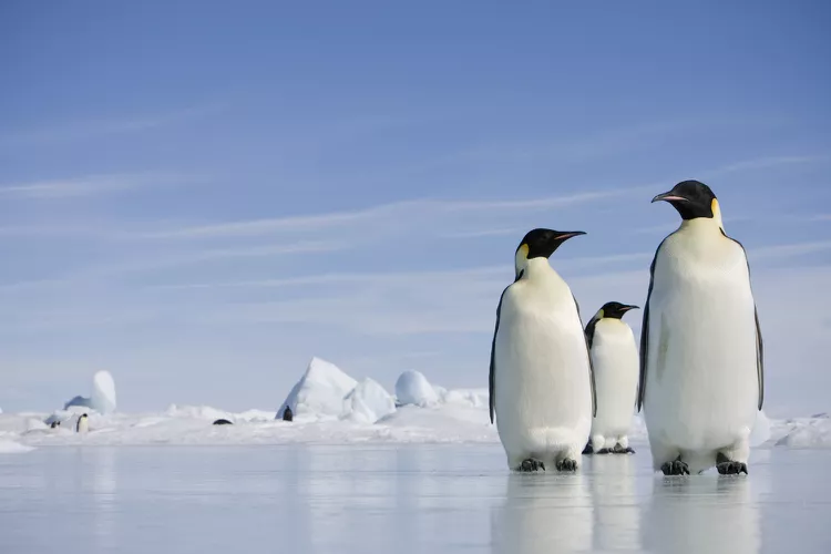 65% of Antarctica's Plants and Wildlife Will Decline by 2100, Study Finds